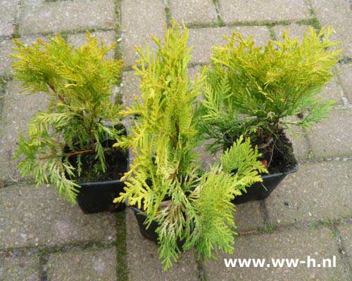 Thuja occidentalis 'Sunkist'pot 9 cm 1,25